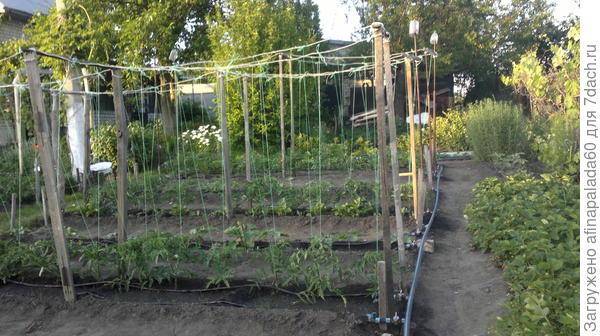 Томаты на перголе из подручных материалов.