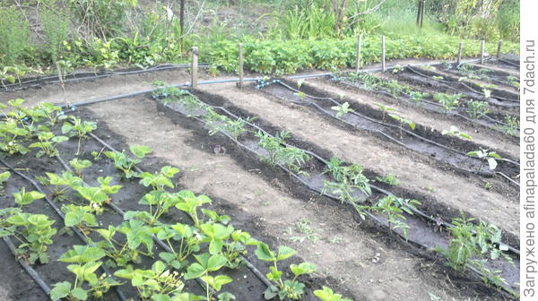 Капельный полив-это облегчение труда и то,что надо растениям.