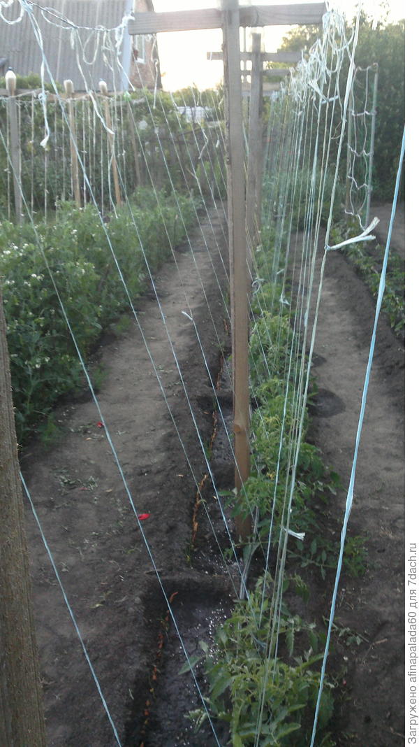 Подробности подвязки томатов на опорах.