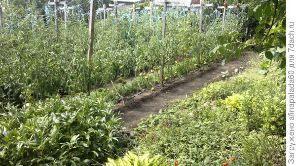 Томаты на опорах в сентябре.