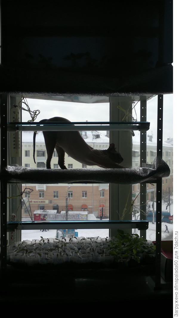 Пока я рассаживаю перец Барсуша обследует стеллаж.