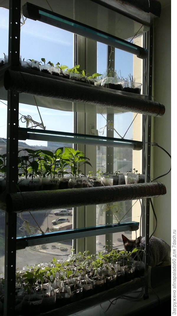 Моя рассада 2019 на стеллаже.