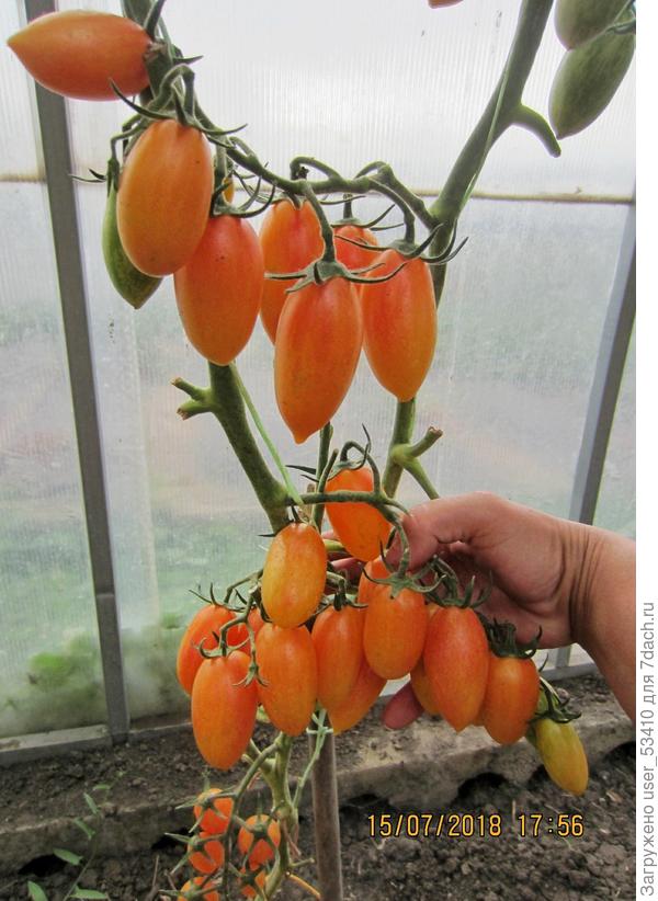 Гибрид Котя. Урожай.