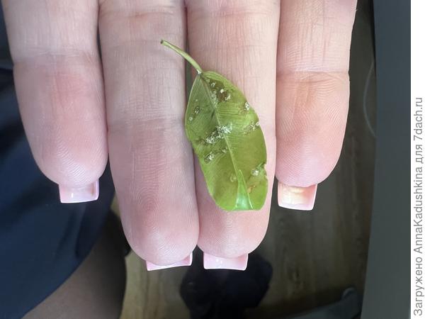 Листочек фикуса