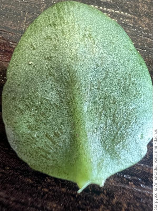 Лист каланхоэ- обратная сторона