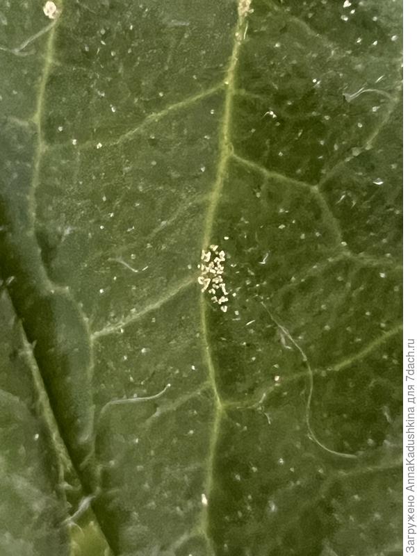 Лист томата