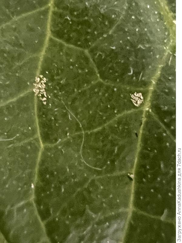 Лист томата