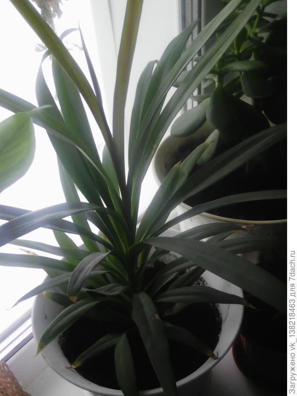 2, у него ещё детки вырастают рядом с корнем