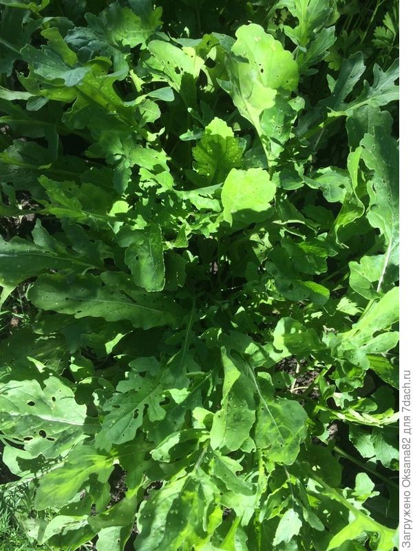 готова к употреблению