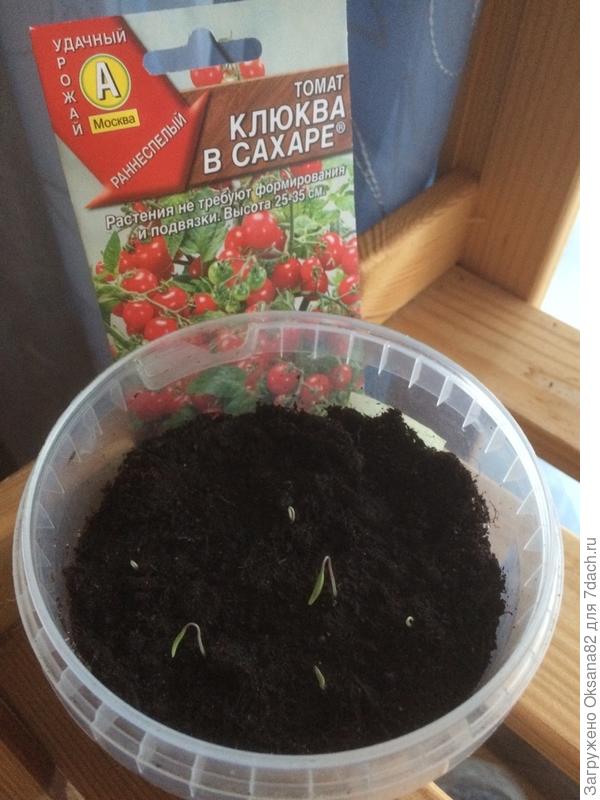 первые всходы