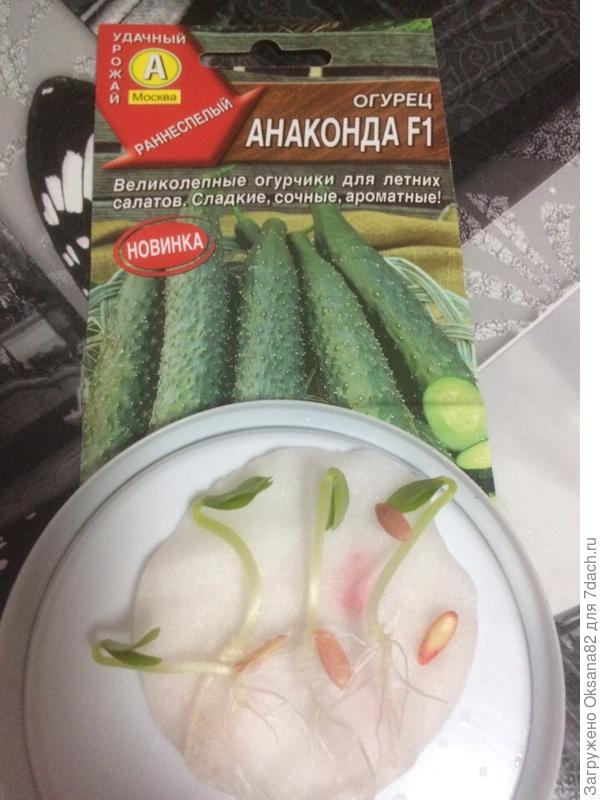 проклюнулись