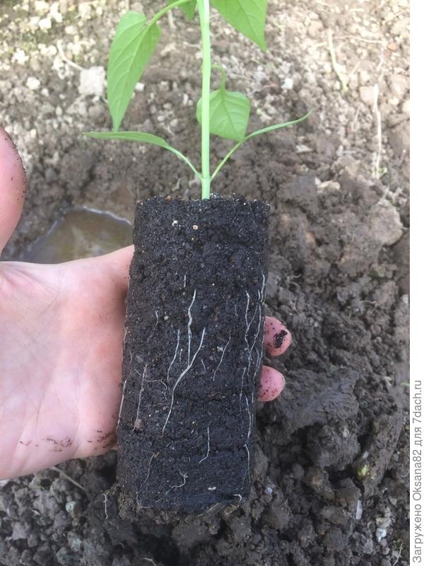 корневая система