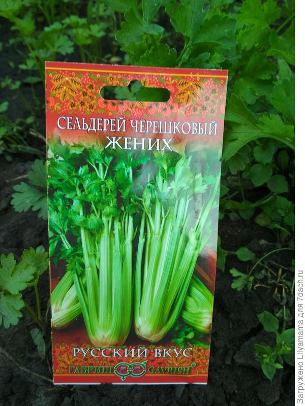 Сельдерей 1