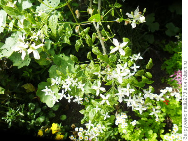 Клематис мелкий белый