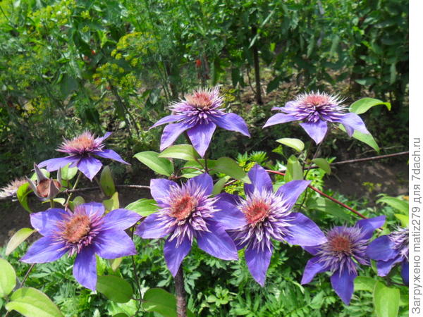 Клематис Мульти Блю