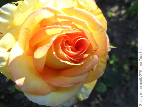 Роза Митсандер