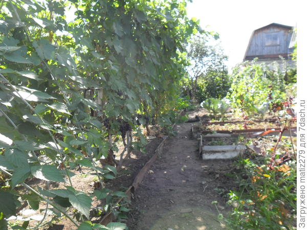 мой виноградник