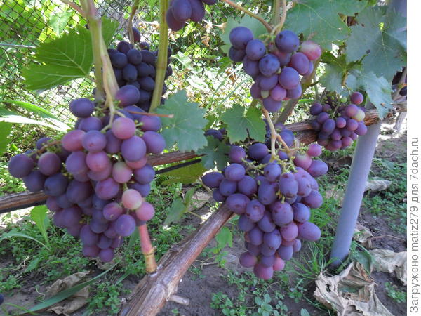 Краса Никополя