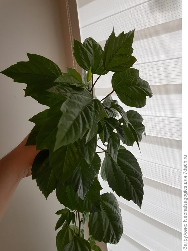 Что это за растение?