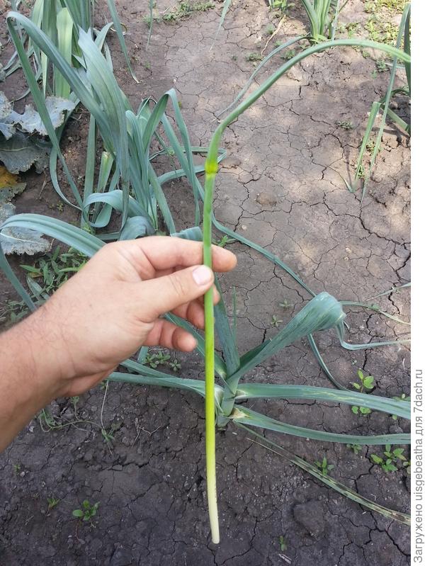 Та же стрелка