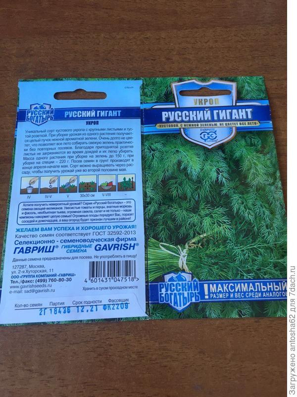 Укроп Русский Гигант