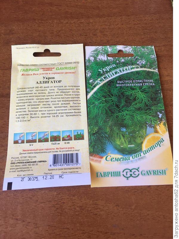 Укроп Аллигатор