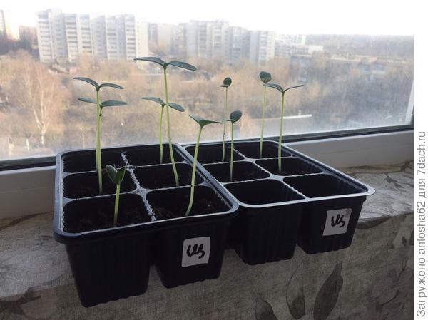 Окончательные всходы