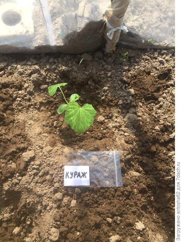 После пересадки