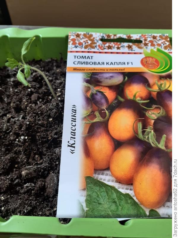 Состояние перед пикировкой