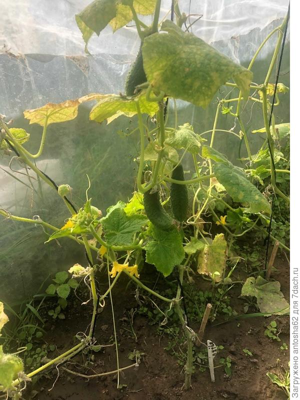 Пожалуй последние огурчики, собраны 23 августа