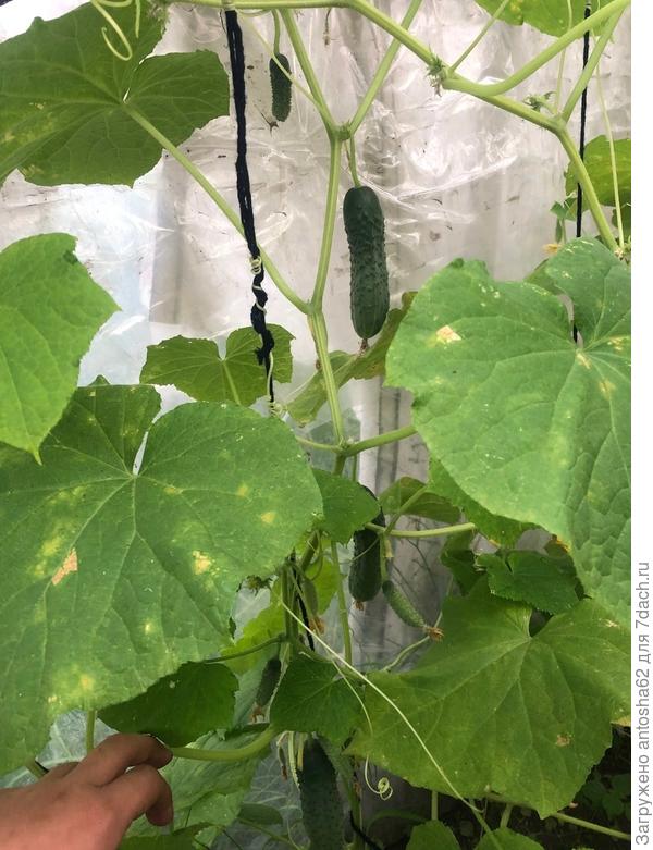 Огурцы 18 июля