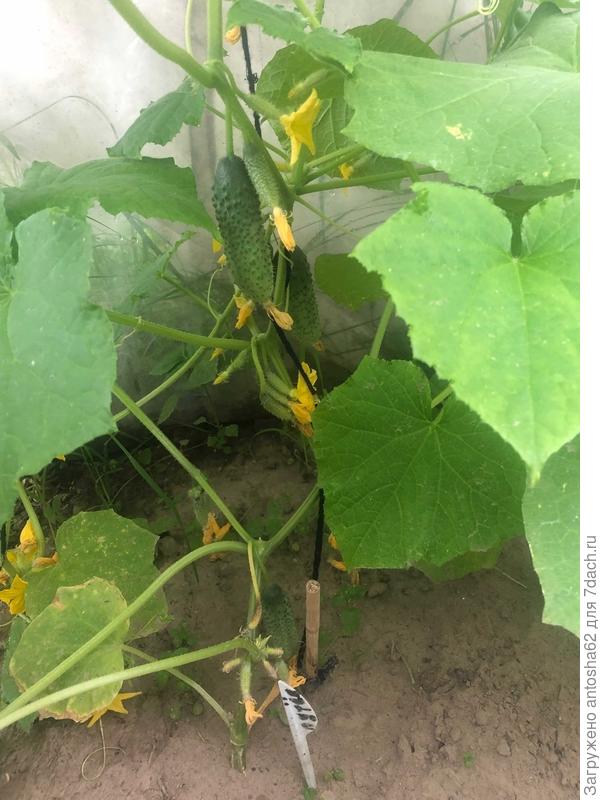 Первый урожай