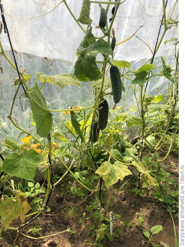 Плодоношение после стрижки