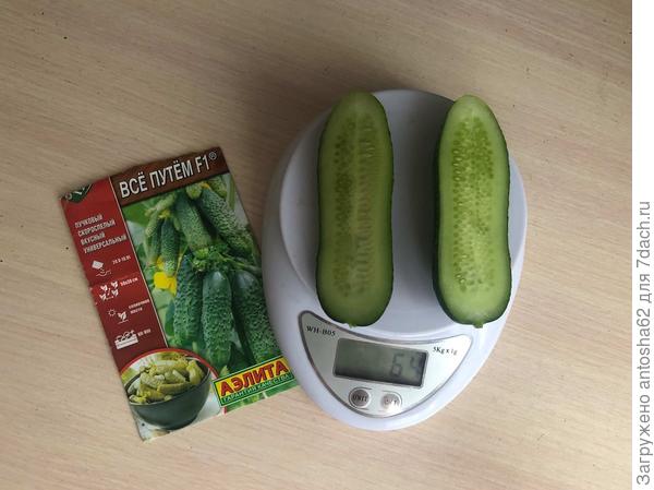 фото огурца в разрезе