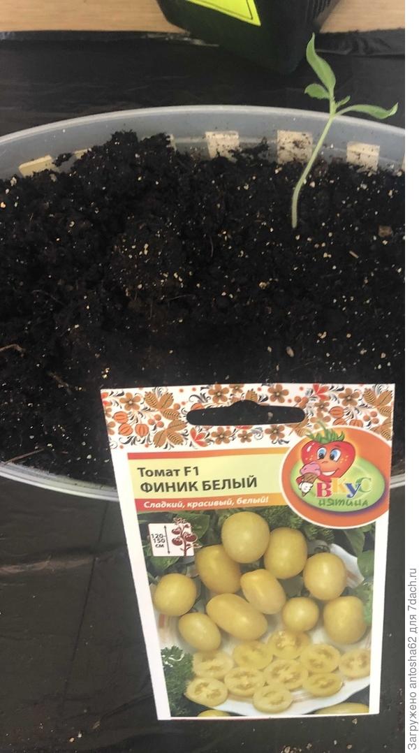 Финик белый