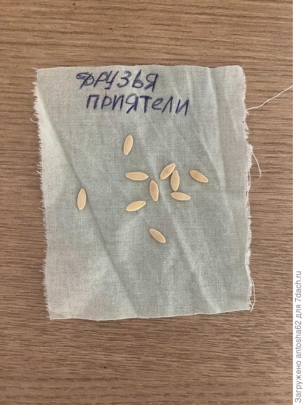 Семена