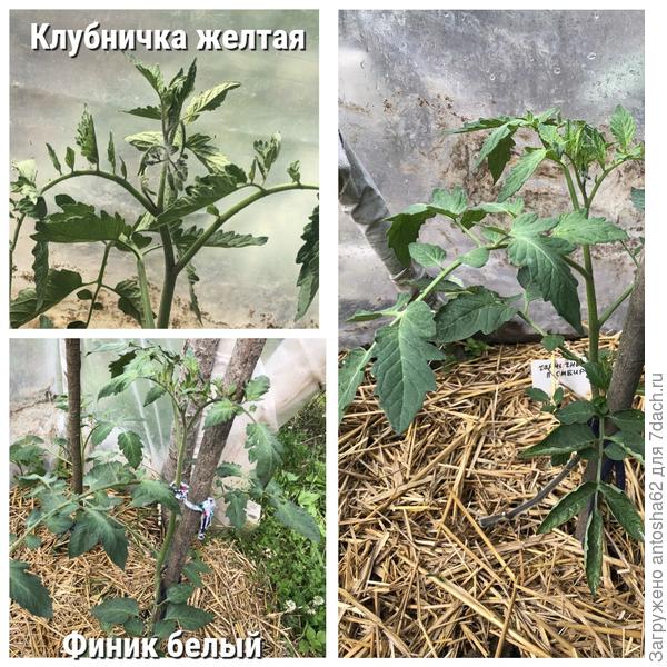 не