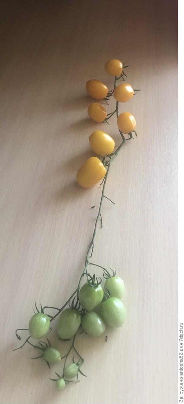 Самая длинная кисть