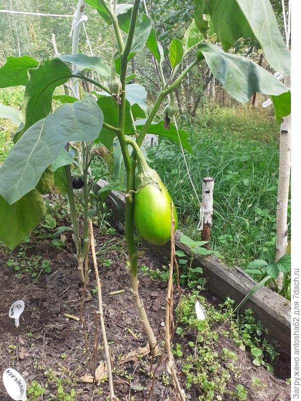 Второй куст