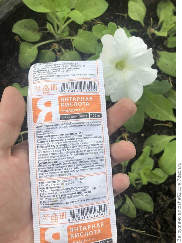 Янтарная кислота