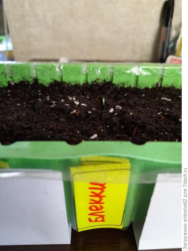 Первый всход