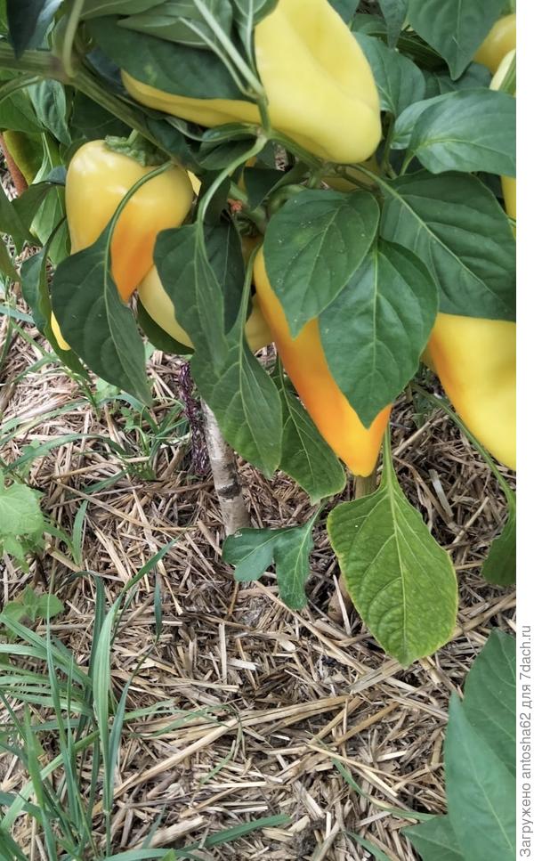 Созревание