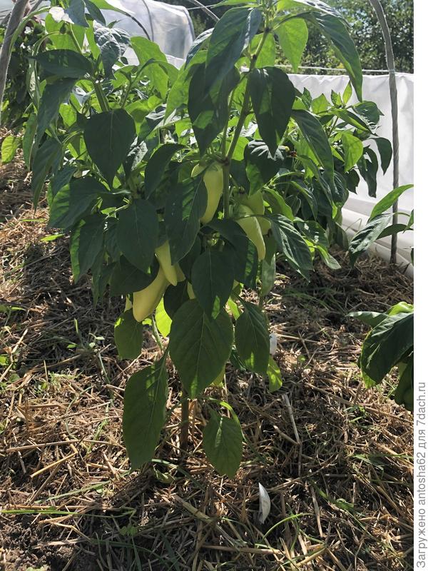 Полный рост