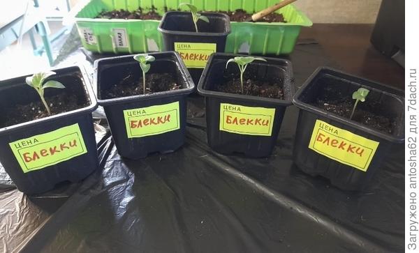 Завершение пикировки