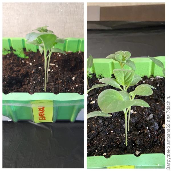 Состояние перед пикировкой