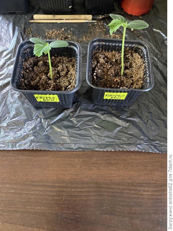 Настоящие листья