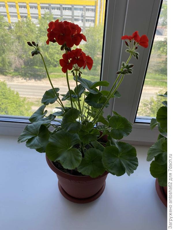 Домашняя пеларгония