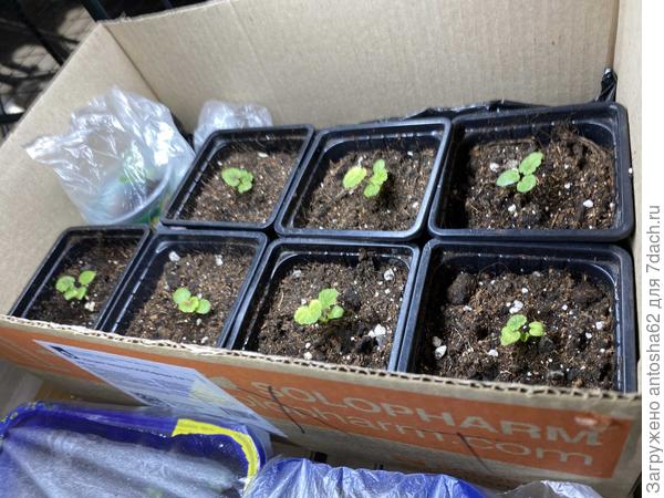 Первые всходы