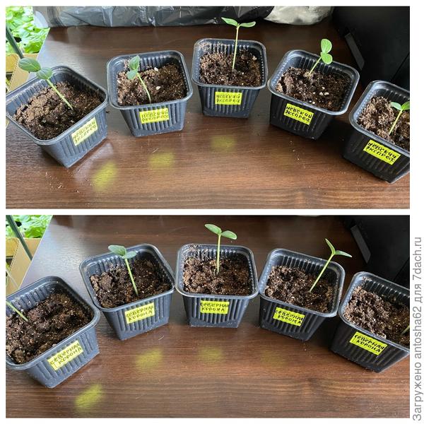 Итоговая всхожесть