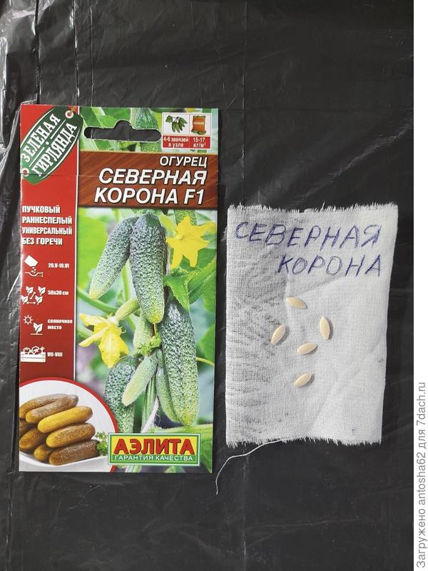 Северная корона отобранное количество семян